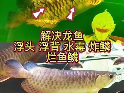 龍魚魚鱗爛了怎么辦啊：如何處理龍魚的魚鱗腐爛問題