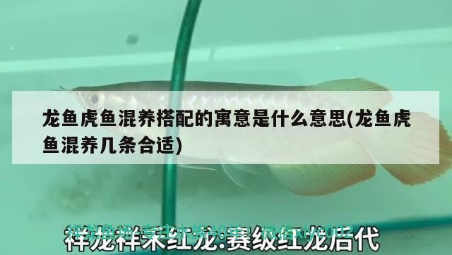 龍魚配虎魚：龍魚與虎魚的混合養殖需要注意的細節問題，龍魚虎魚混養成功案例