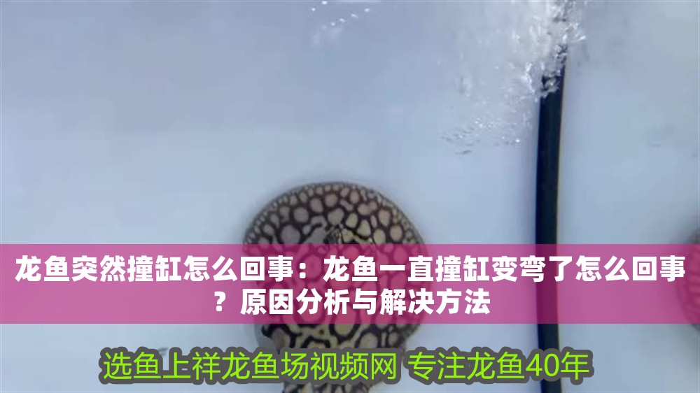 龍魚突然撞缸怎么回事：龍魚一直撞缸變彎了怎么回事？原因分析與解決方法