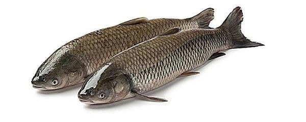 龍魚和烏魚哪個刺少些：烏魚和黑魚的刺多少對比