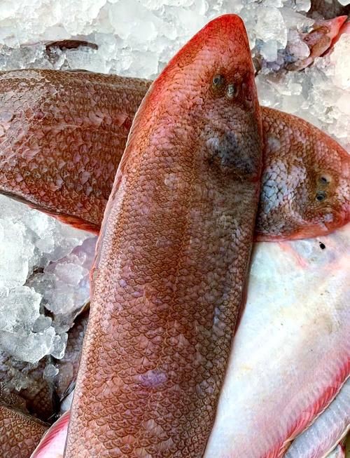 龍利魚長啥樣圖片