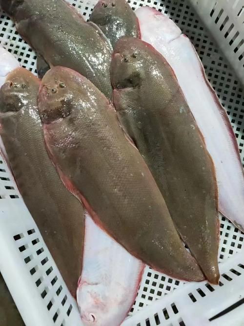 龍利魚長啥樣圖片