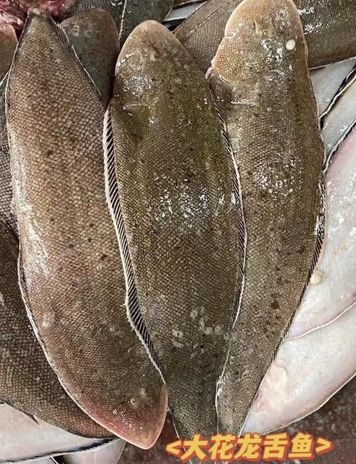 龍利魚長啥樣圖片