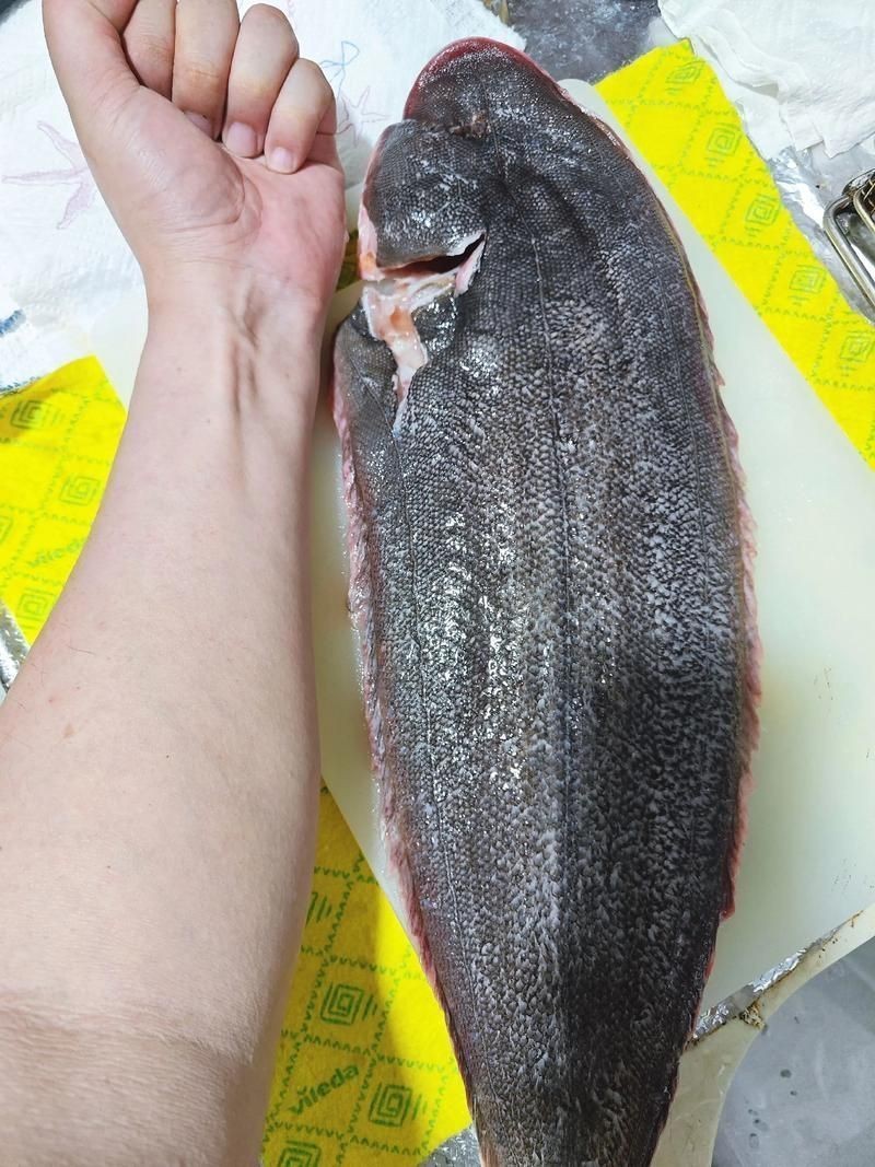 龍利魚長啥樣圖片