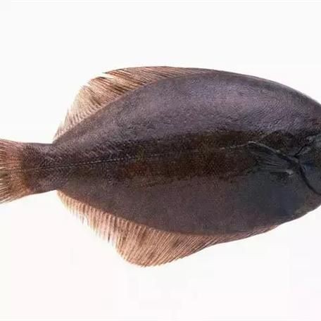 龍利魚長啥樣圖片