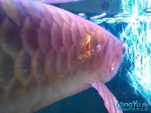 龍魚美容師在哪里學(xué)的：水族寵物美容培訓(xùn)