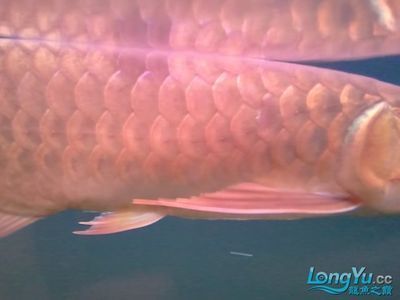 龍魚美容師在哪里學(xué)的：水族寵物美容培訓(xùn)