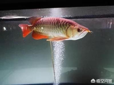 龍魚專刊書籍：關(guān)于龍魚專刊書籍的網(wǎng)址：孔夫子舊書網(wǎng)（孔夫子舊書網(wǎng)）