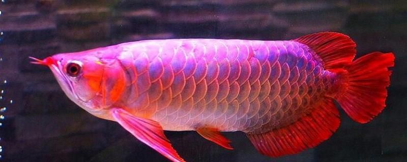 龍魚繁殖條件包括成年體型、適當的年齡以及飼養環境：龍魚成功繁殖，龍魚可以長到多大才能繁殖