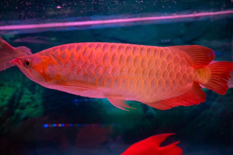 紅龍魚圖片大全高清壁紙