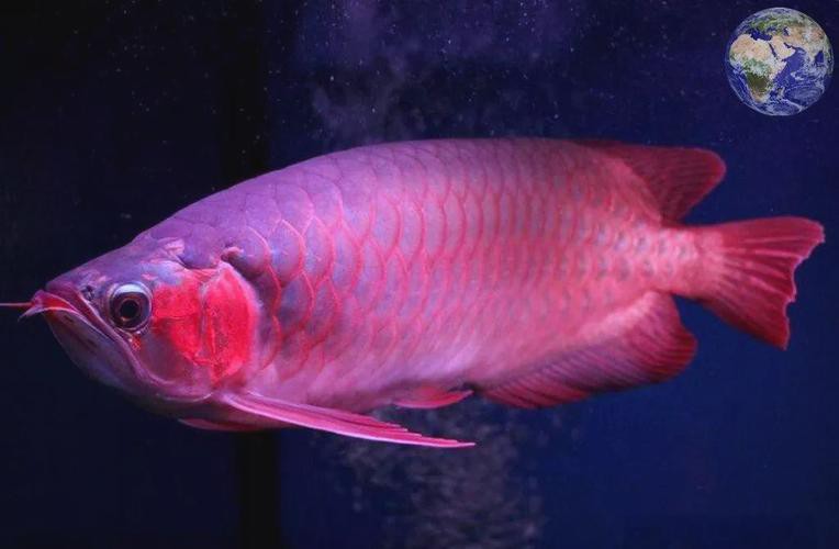 紅龍魚圖片大全高清壁紙