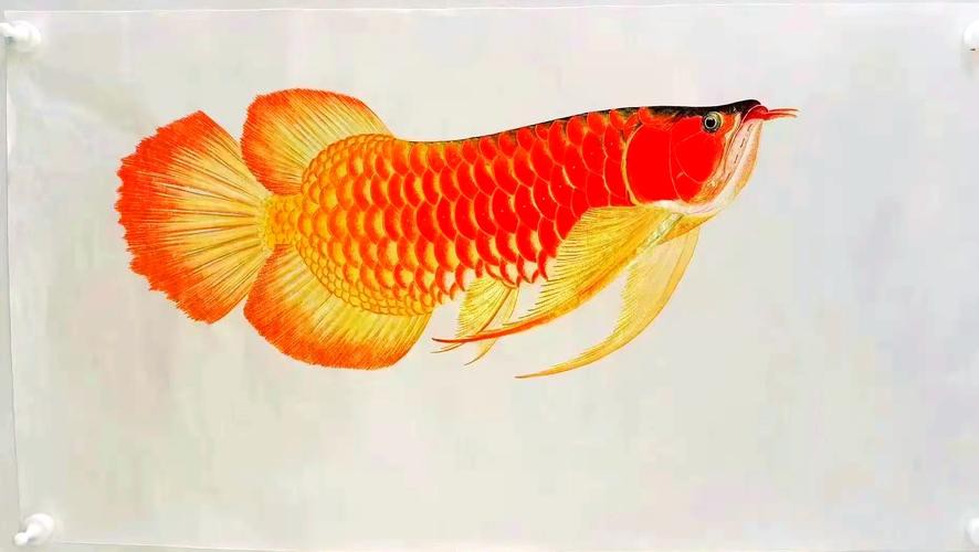 紅龍魚圖片大全高清壁紙