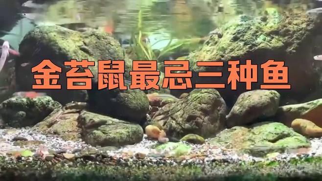 金苔鼠最忌三種魚