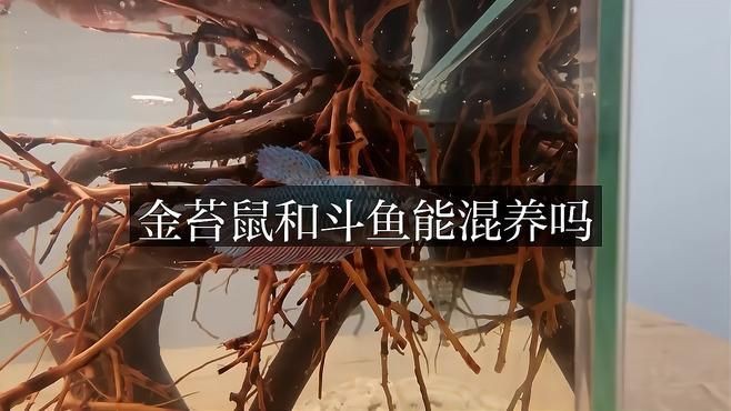 金苔鼠最忌三種魚
