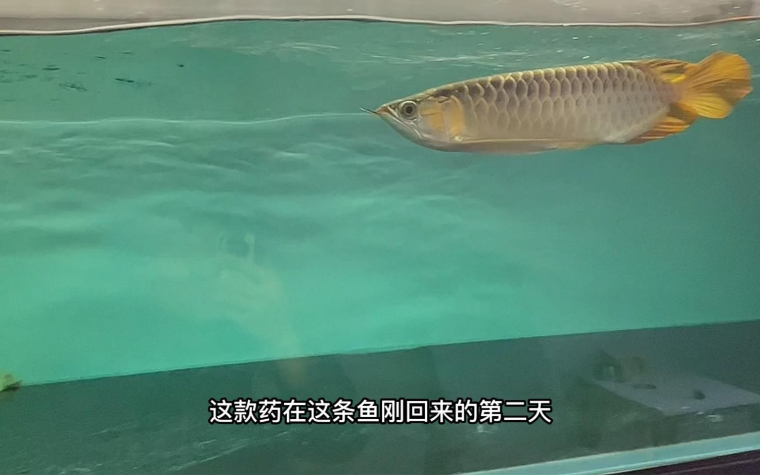 紅龍魚苗換水時(shí)需要加入什么嗎？