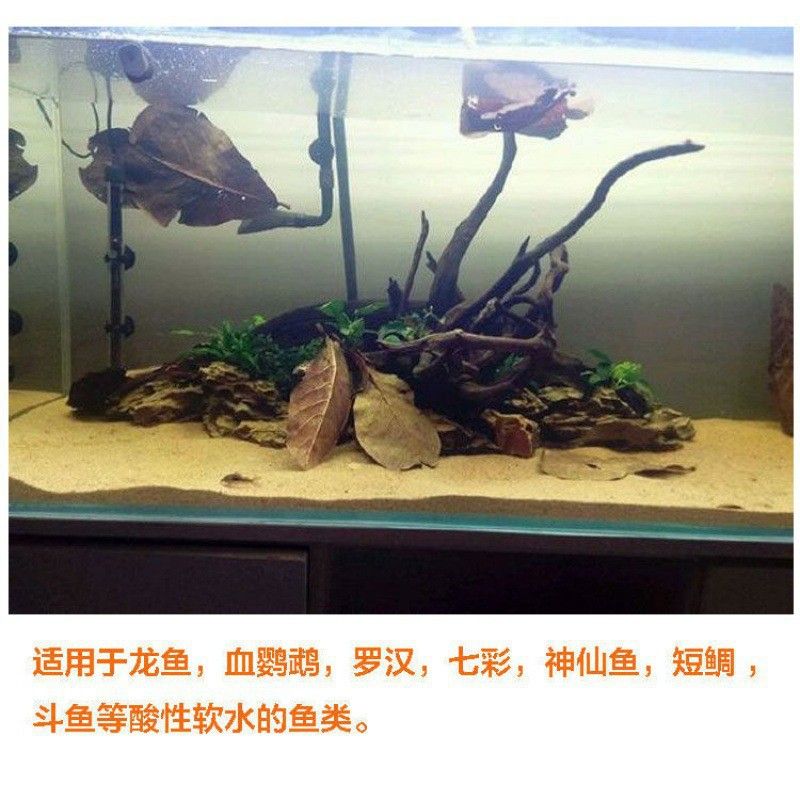 龍魚熱帶魚生物液可以放錦鯉缸里嗎 龍魚熱帶魚生物液可以放錦鯉缸里嗎 龍魚百科 第1張