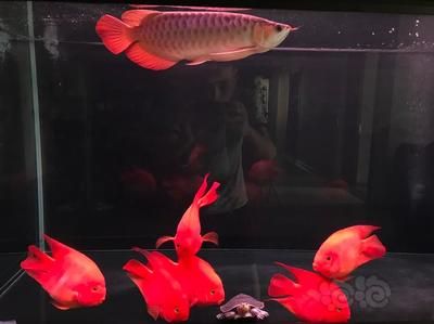 龍魚熱帶魚生物液可以放錦鯉缸里嗎 龍魚熱帶魚生物液可以放錦鯉缸里嗎 龍魚百科 第5張