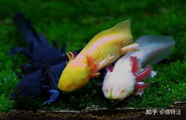 六角恐龍魚有毒嗎可以摸嗎