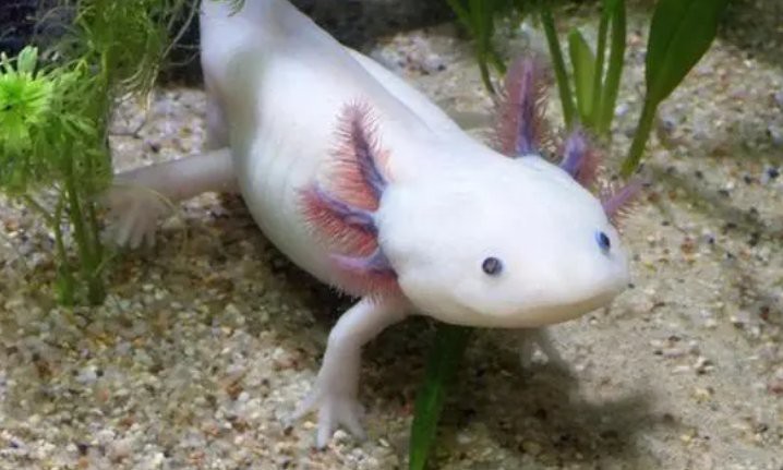 六角恐龍魚有毒嗎可以摸嗎