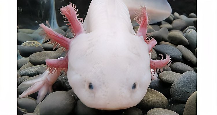 六角恐龍魚有毒嗎可以摸嗎