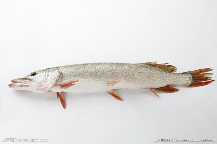 天山龍魚圖片高清大圖大全