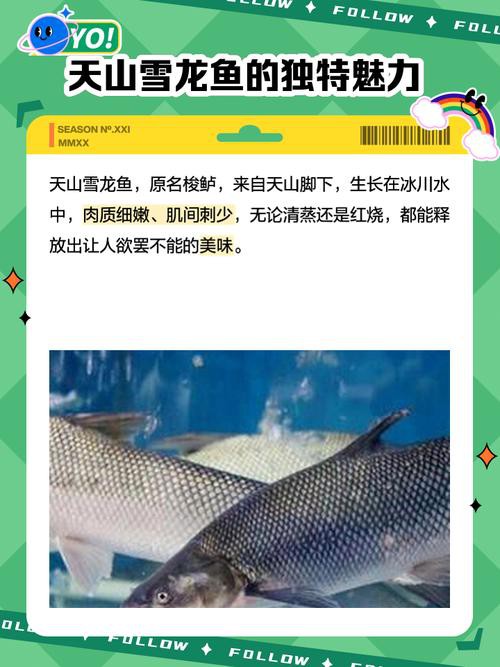 天山龍魚圖片高清大圖大全