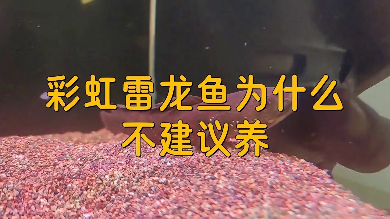 彩虹雷龍魚(yú)需要什么樣的水質(zhì)？
