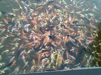 呼和浩特觀賞魚批發市場（呼和浩特寵物用品店推薦觀賞魚批發市場營業時間）