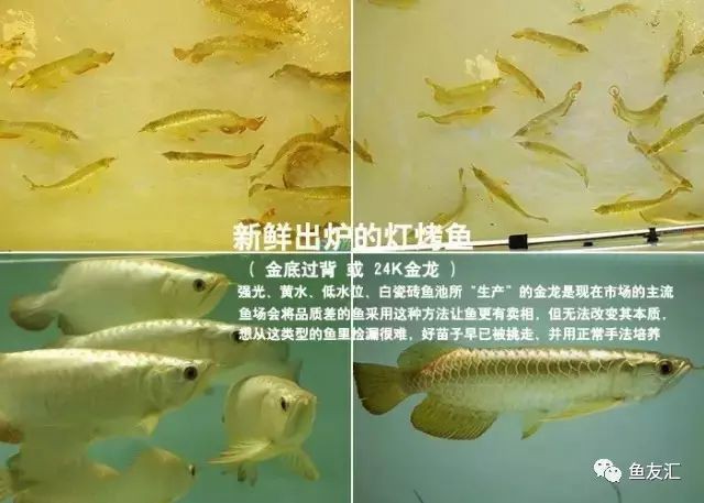 如何判斷金龍魚是否烤過色？