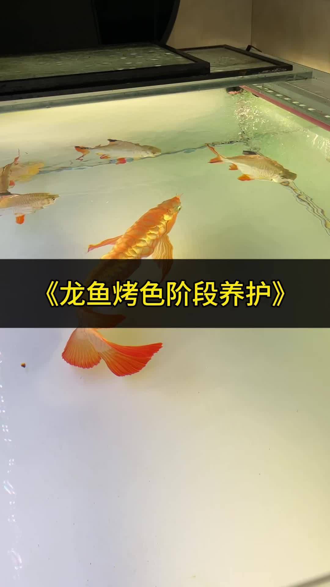 如何判斷金龍魚是否烤過色？