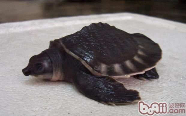 豬鼻龜與龍魚混養好嗎：豬鼻龜和龍魚可以混養嗎