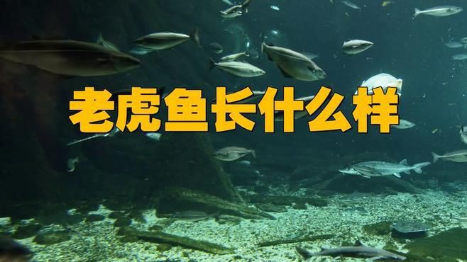 老虎魚可以長多大