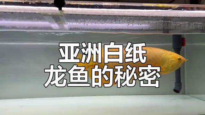 白子龍魚價格多少