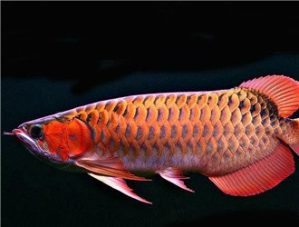 白子龍魚價格多少