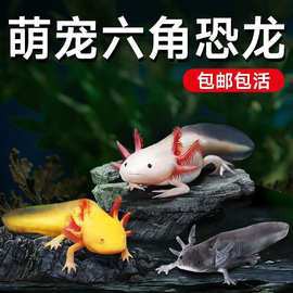 白子龍魚價格多少