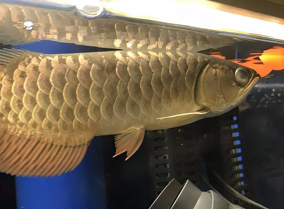 龍魚(yú)蒙眼多久會(huì)死？