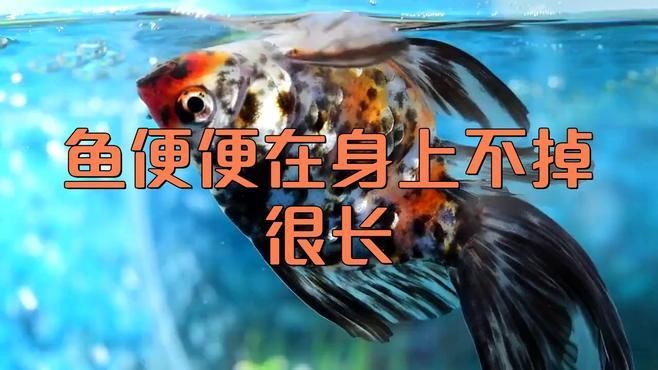 如何預(yù)防龍魚(yú)病理性拖便