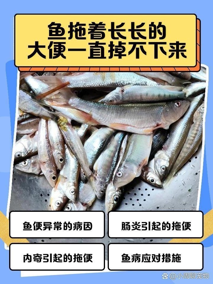 如何預(yù)防龍魚(yú)病理性拖便