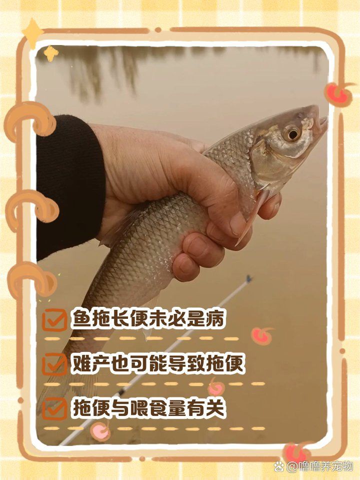 如何預(yù)防龍魚(yú)病理性拖便