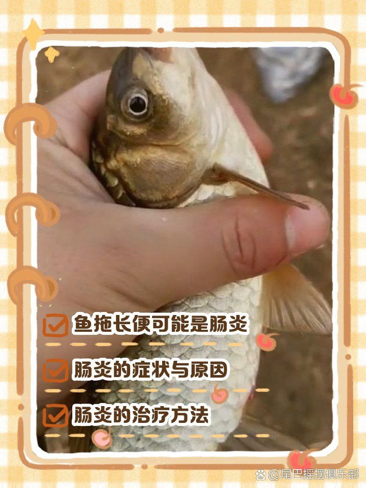 如何預(yù)防龍魚(yú)病理性拖便