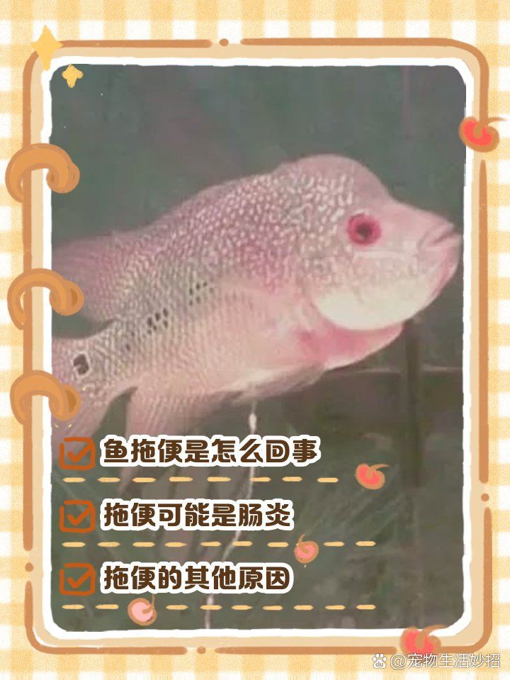 如何預(yù)防龍魚(yú)病理性拖便