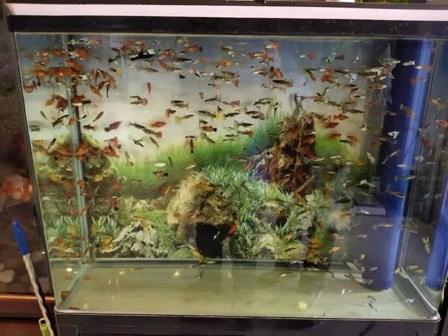 龍魚抖鰭蹭缸用黃粉可以嗎：龍魚抖鰭蹭缸可以用黃粉治療嗎