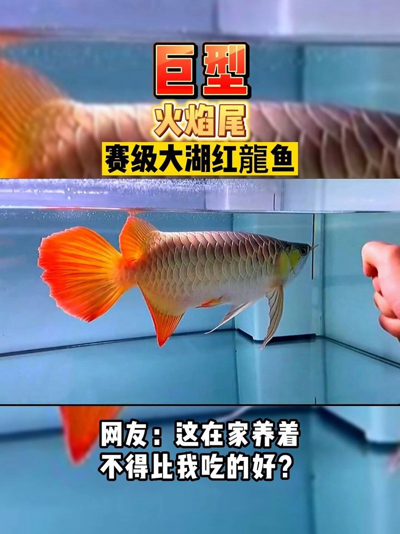 紅龍魚什么樣算火焰尾魚