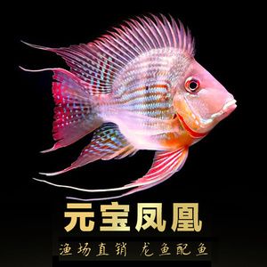 金龍魚和關刀魚混養：關于金龍魚和關刀魚混養的注意事項