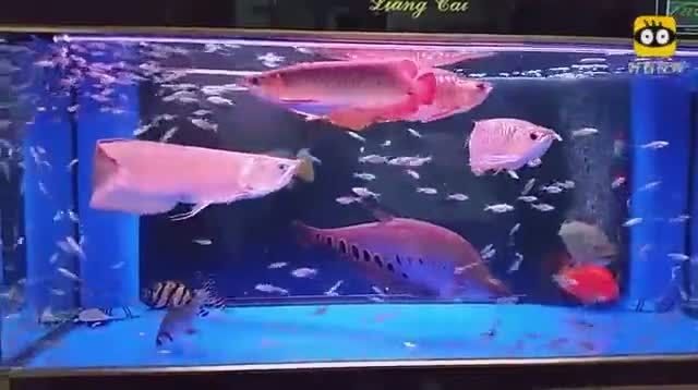 金龍魚和關刀魚混養：關于金龍魚和關刀魚混養的注意事項