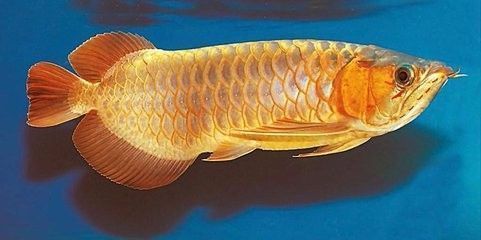 龍魚的過濾系統(tǒng)（如何選擇適合龍魚的過濾器） 龍魚的過濾系統(tǒng)（如何選擇適合龍魚的過濾器） 龍魚百科 第4張