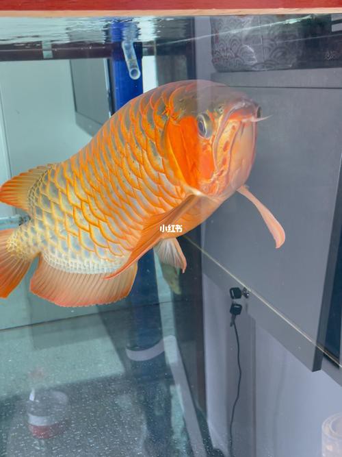 紅龍魚圖片高清 壁紙大全