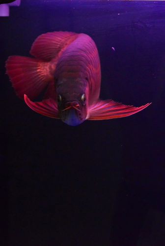 紅龍魚圖片高清 壁紙大全