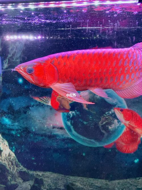 紅龍魚圖片高清 壁紙大全