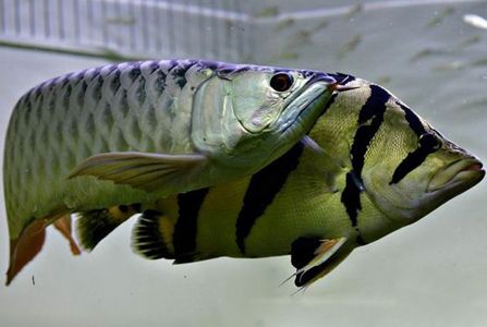 龍魚有黑鱗片：黑龍魚鱗片發(fā)黑怎么辦